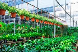 nursery in ranchi